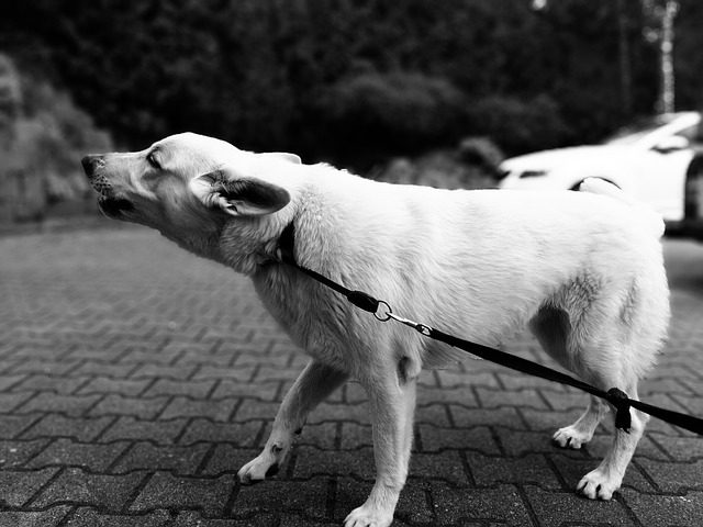 dog bite