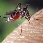mosquito zika virus